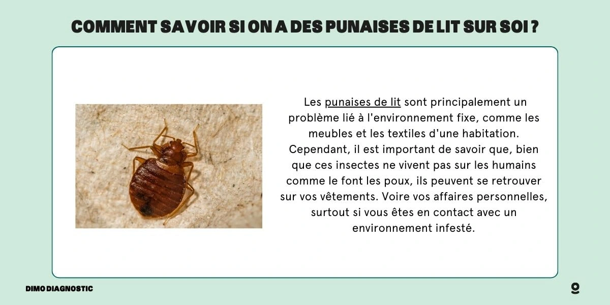 Transporter des punaises de lit sur soi, que faire